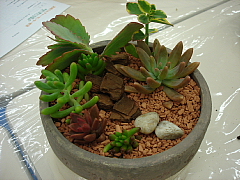 多肉植物