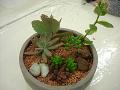 多肉植物