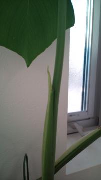 XeV