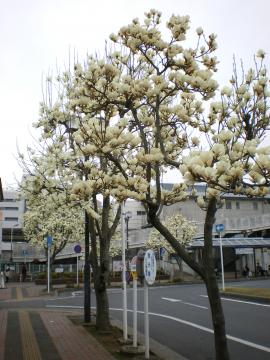 ��t����w���N�����̉�