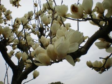 ��t���N����