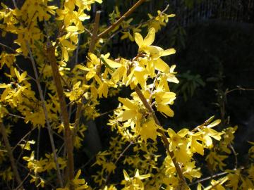 �����M���E�̉�