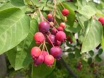 ̃W[x[@̃GNXeAK[f͓rHƂ܂Ł