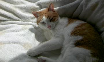 MARU