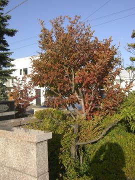 �g�t���Ă����H