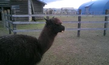 ���A���p�J