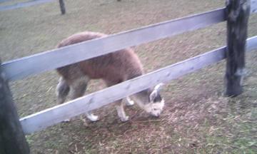 �q���A���p�J