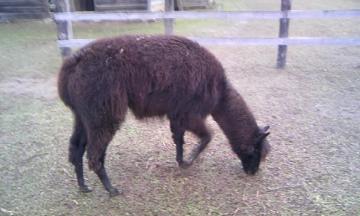 �����A���p�J