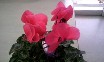 �V�N������