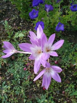 �R���`�J��