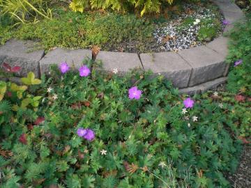 �[���j�E��