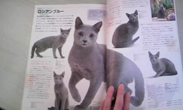 ���V�A���u���[