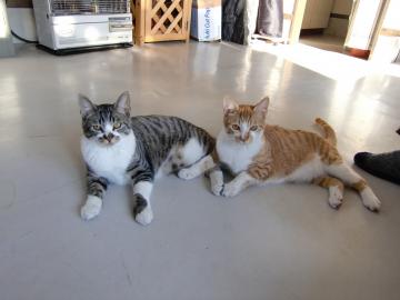 �ɂ����ɂ₟�[�[�[