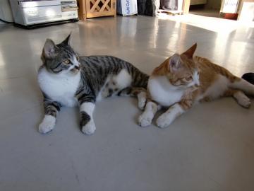 �ɂ��[�[�ɂ�[