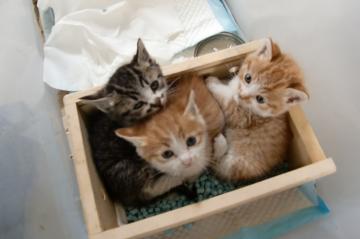 �ɂႠ�����[�[