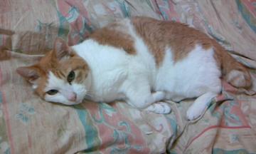 �J�����ڐ�