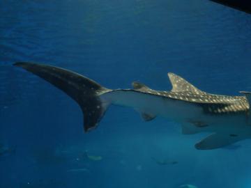 �W���x�C�U��