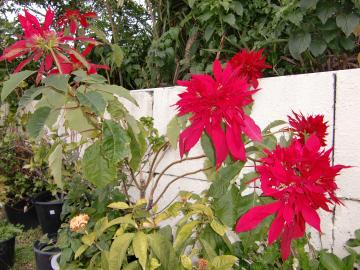 �|�C���Z�`�A