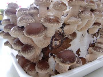 ���������Q