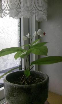 �Q���y�C�J�Y��