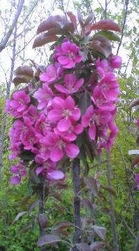 ���C�|�[���@�����S