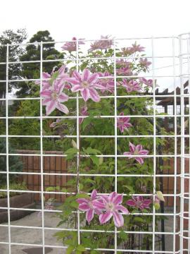 �N���}�`�X