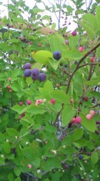 �W���[���x���[