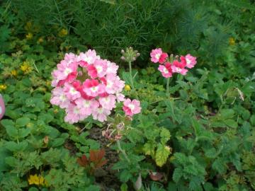 �o�[�x�i�A