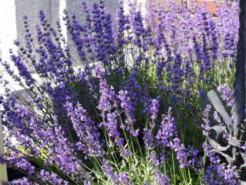 ���x���_�[