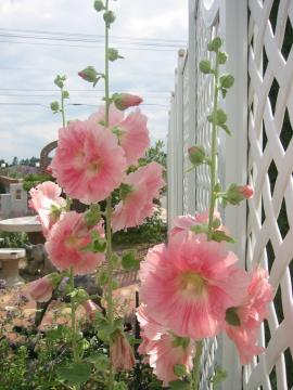 �z���z�b�N�@