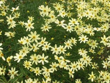 �R���I�v�V�X