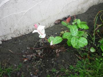 �n�c���L�J�Y��