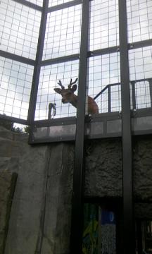 �����猩���낳���E�E�E�B