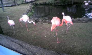 �t���~���S