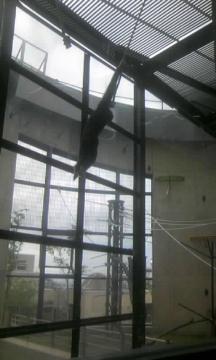 �V���e�e�i�K�U��