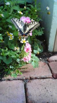 �A�Q�n�`���E