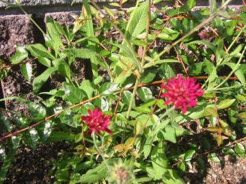 �m�E�e�B�A�E�}�Z�h�j�J