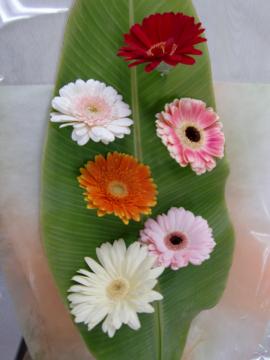 �K�[�x���P