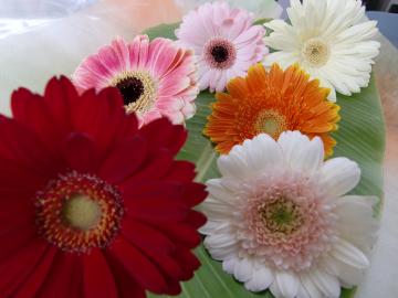 �K�[�x���R