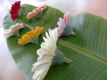 �K�[�x���S