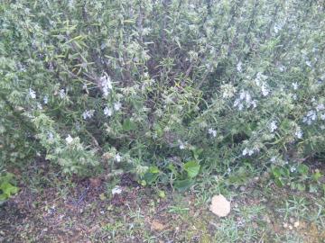 ���[�Y�}���[