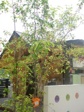 �W���[���x���[