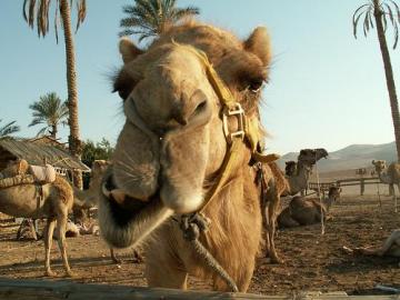 �炭���̂�������