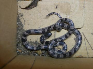 �V���}�_��