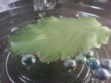 �o�[�X���[�t