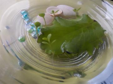 �o�[�X���[�t