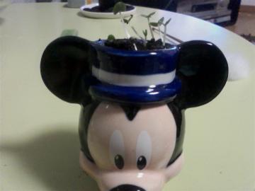 �X�C�[�g�o�W��