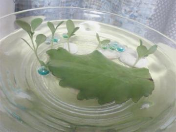 �o�[�X���[�t