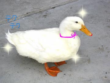 Aq̃K[q