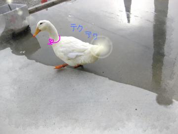Aq̃K[q